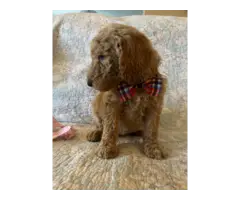 Brown and Apricot Poodle puppies for sale - 7