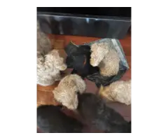 Brown and Apricot Poodle puppies for sale - 8