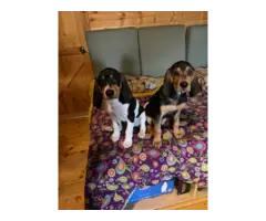 Two Coonhound puppies needing a new home