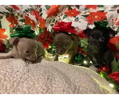 3 Purebred Chihuahua puppies for sale - 3