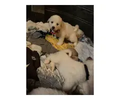Great Pyrenees puppies for sale - 4