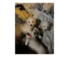 Great Pyrenees puppies for sale - 5
