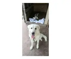 Great Pyrenees puppies for sale - 7