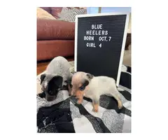 6 blue heeler puppies for sale