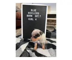 6 blue heeler puppies for sale - 2