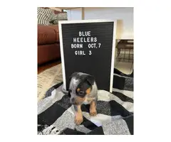 6 blue heeler puppies for sale - 4