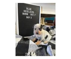 6 blue heeler puppies for sale - 8