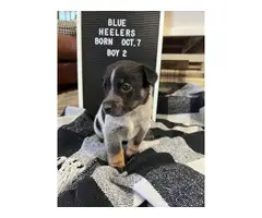 6 blue heeler puppies for sale - 10