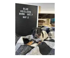 6 blue heeler puppies for sale - 11