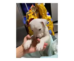 White pitbull puppies