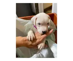 White pitbull puppies - 2