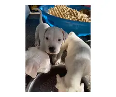 White pitbull puppies - 5