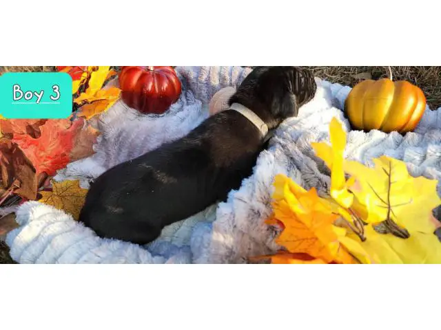 Great Dane puppies litter - 10/16