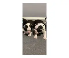 4 purebred Boston terrier puppies for sale - 2