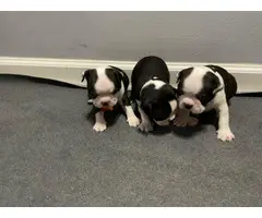 4 purebred Boston terrier puppies for sale - 3
