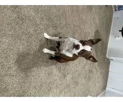 4 purebred Boston terrier puppies for sale - 4