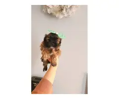 Adorable Morkie Puppies for sale - 2