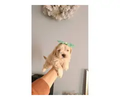 Adorable Morkie Puppies for sale - 9