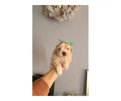Adorable Morkie Puppies for sale - 10