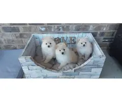 3 Pomeranian puppies looking for good homes