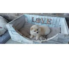 3 Pomeranian puppies looking for good homes - 4