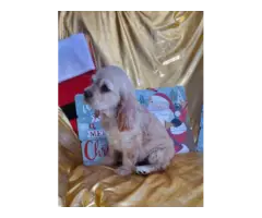 AKC limited buff Cocker Spaniel puppies for sale