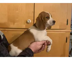 10 weeks old Beagle puppies