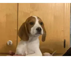 10 weeks old Beagle puppies - 2