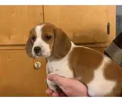 10 weeks old Beagle puppies - 3