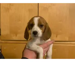 10 weeks old Beagle puppies - 4