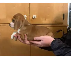 10 weeks old Beagle puppies - 5