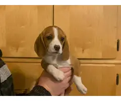 10 weeks old Beagle puppies - 6