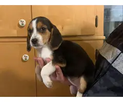10 weeks old Beagle puppies - 7