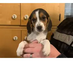 10 weeks old Beagle puppies - 8