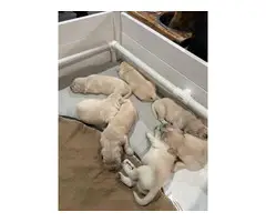 6 Full AKC Golden Retriever Puppies - 1