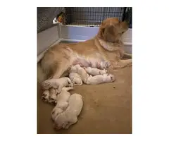 6 Full AKC Golden Retriever Puppies - 3