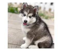 Energetic and lovely Siberian Husky puppies - 5