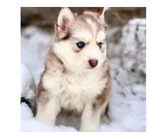 Energetic and lovely Siberian Husky puppies - 6