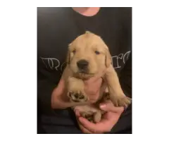 Golden retriever puppies - 3