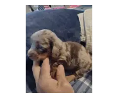 Mini dachshund puppies