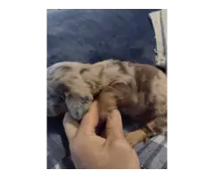 Mini dachshund puppies - 2