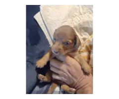 Mini dachshund puppies - 3