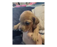 Mini dachshund puppies - 4