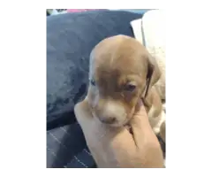 Mini dachshund puppies - 5