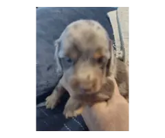 Mini dachshund puppies - 6