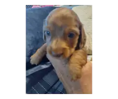 Mini dachshund puppies - 7