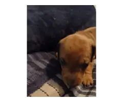 Mini dachshund puppies - 9