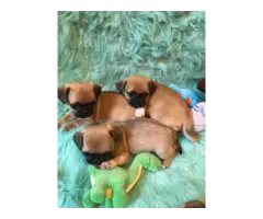 5 Chug small breed puppies for sale