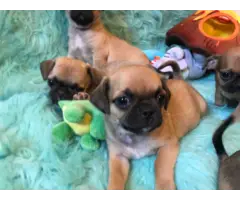5 Chug small breed puppies for sale - 2