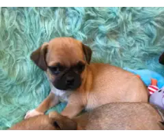 5 Chug small breed puppies for sale - 3